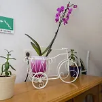 아파트 In *